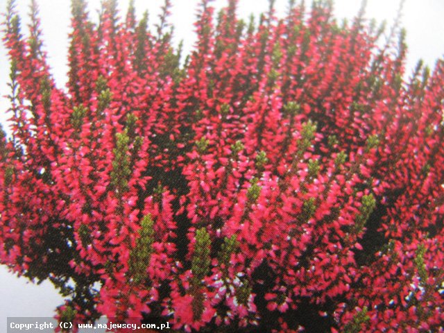 Calluna vulgaris 'Siska' ® - wrzos pospolity odm. 'Siska' ®