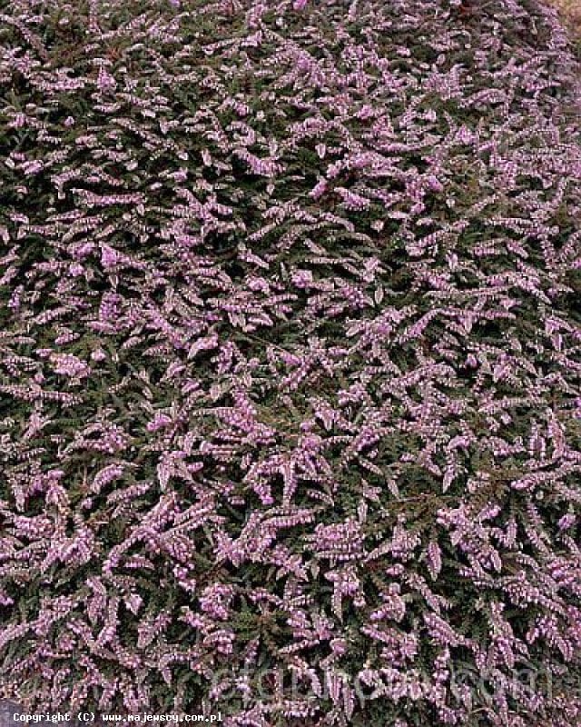 Calluna vulgaris 'Sister Anne'  - wrzos pospolity odm. 'Sister Anne' 