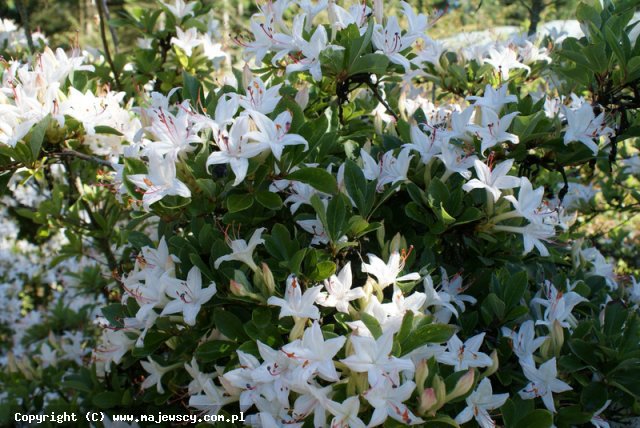 Rhododendron viscosum 'Sommerduft'  -  odm. 'Sommerduft' 
