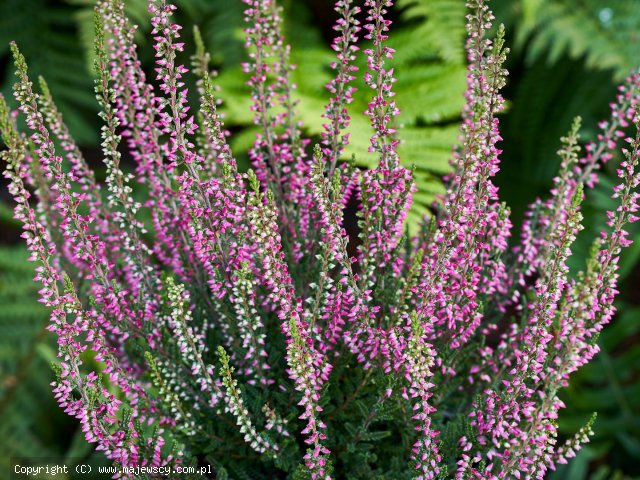 Calluna vulgaris 'Sophia' ® - wrzos pospolity odm. 'Sophia' ®