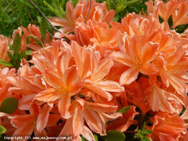 Rhododendron mollis 'Spek's Orange'  - azalia wielkokwiatowa odm. 'Spek's Orange' 