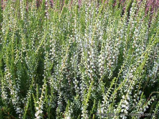 Calluna vulgaris 'Spring Cream'  - вереск обыкновенный odm. 'Spring Cream' 