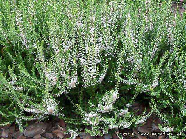 Calluna vulgaris 'Stefanie'  - common heather odm. 'Stefanie' 