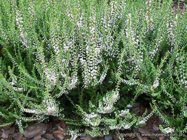 Calluna vulgaris 'Stefanie'  - wrzos pospolity odm. 'Stefanie' 