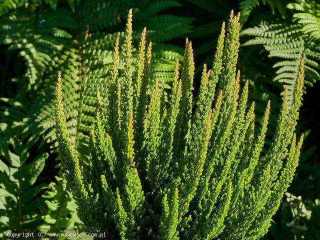 Calluna vulgaris 'Stockholm' ® - wrzos pospolity odm. 'Stockholm' ®