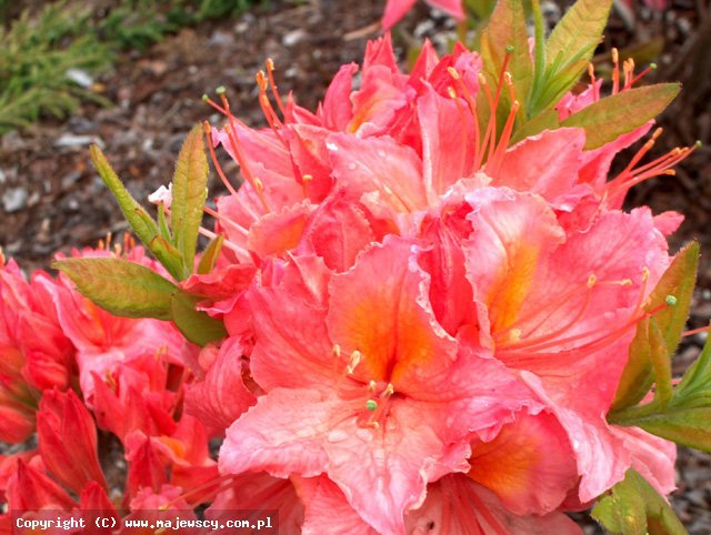 Rhododendron 'Strawberry Ice'  -  odm. 'Strawberry Ice' 