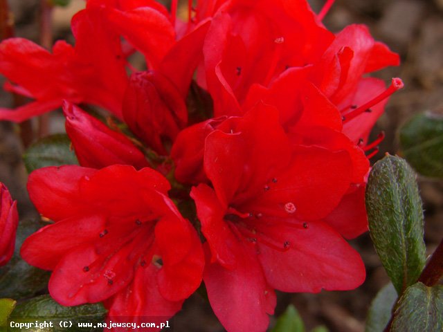 Rhododendron obtusum 'Stretta'  - японская азалия odm. 'Stretta' 