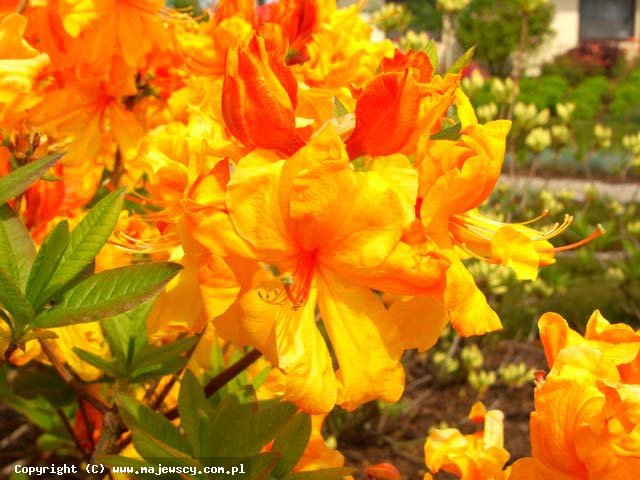 Rhododendron (Knaphill-Exbury) 'Sunte Nectarine'  - азалия крупноцветковая odm. 'Sunte Nectarine' 