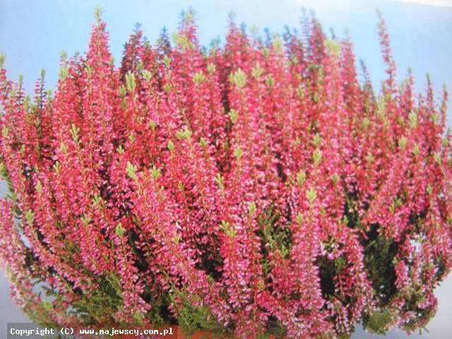Calluna vulgaris 'Svenja' ® - вереск обыкновенный odm. 'Svenja' ®