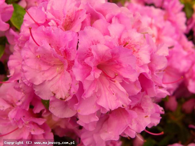 Rhododendron obtusum 'Thekla'  -  odm. 'Thekla' 