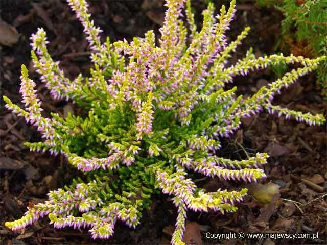Calluna vulgaris 'Theresa' ® - comon heather odm. 'Theresa' ®