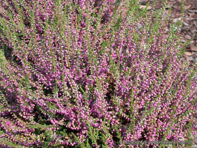 Calluna vulgaris 'Tib'  - wrzos pospolity odm. 'Tib' 