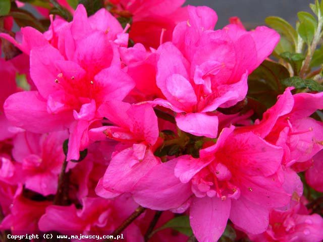 Rhododendron obtusum 'Tootsie'  - azalia japońska odm. 'Tootsie' 
