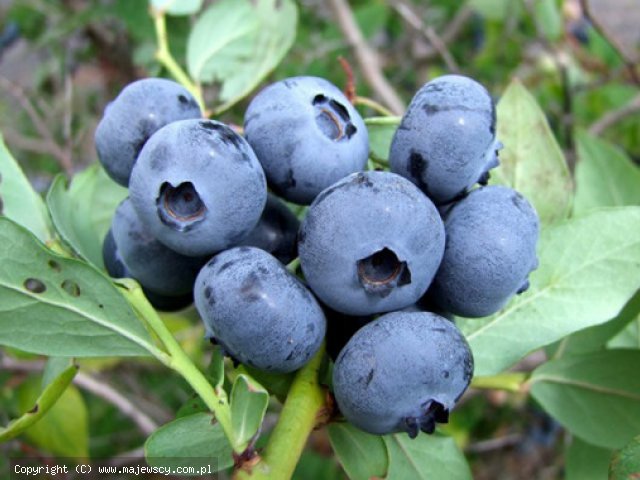 Vaccinium corymbosum 'Toro'  - borówka wysoka odm. 'Toro' 