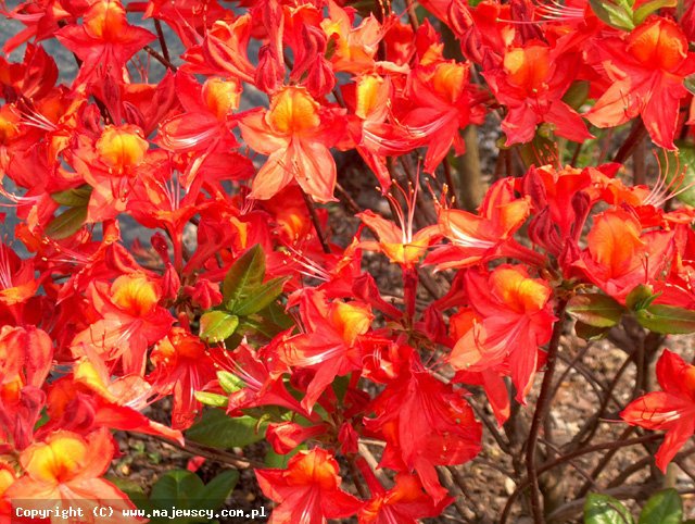 Rhododendron 'Tunis'  - azalia wielkokwiatowa odm. 'Tunis' 