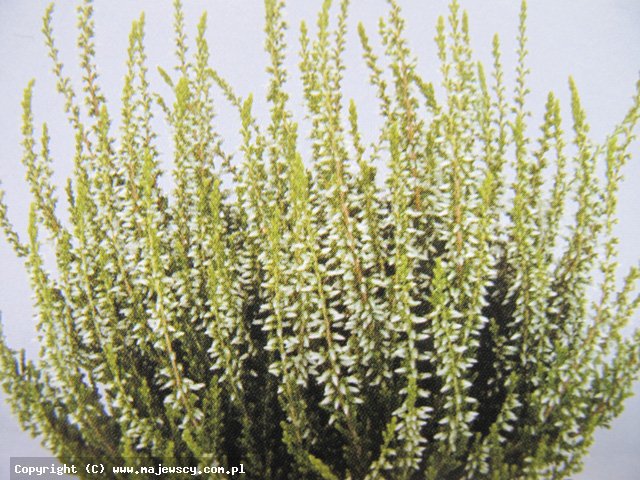 Calluna vulgaris 'Valentina' ® - wrzos pospolity odm. 'Valentina' ®