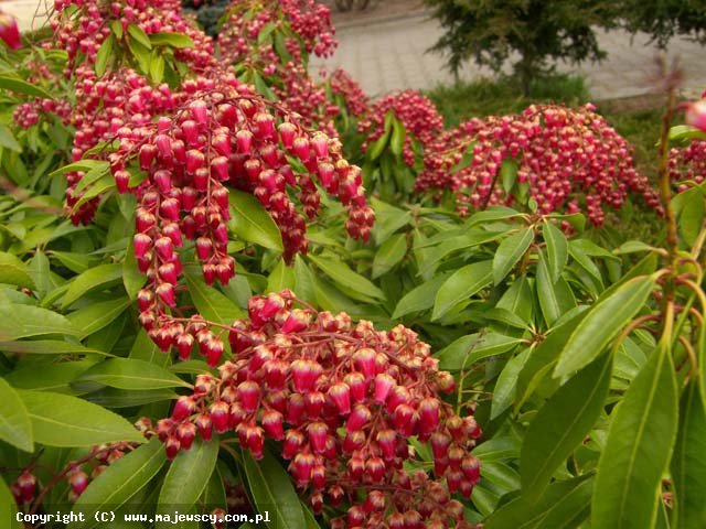 Pieris japonica 'Valley Vallentine'  - перис японский odm. 'Valley Vallentine' 