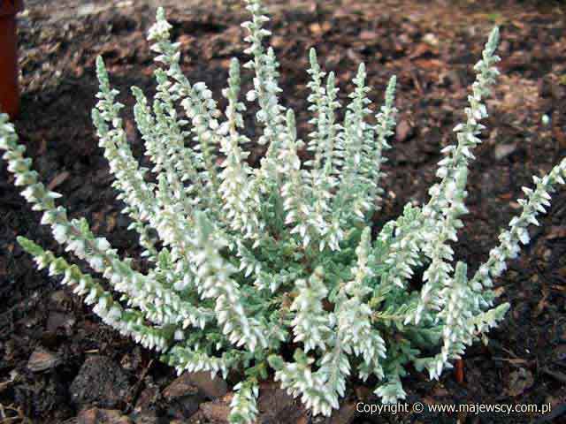 Calluna vulgaris 'Velvet Fascination'  - common heather odm. 'Velvet Fascination' 