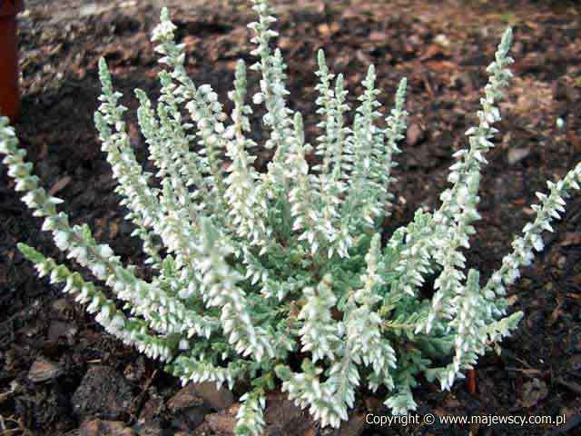 Calluna vulgaris 'Velvet Fascination'  - wrzos pospolity odm. 'Velvet Fascination' 