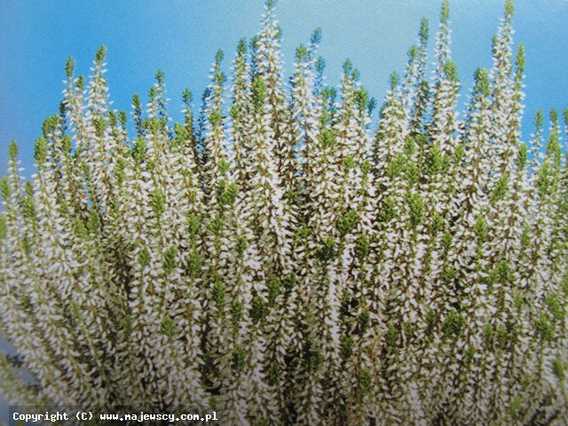 Calluna vulgaris 'Venca' ® - вереск обыкновенный odm. 'Venca' ®