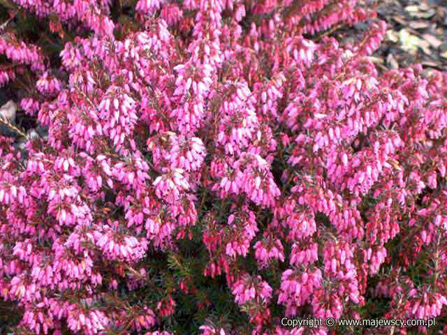 Erica carnea 'Vivellii'  - wrzosiec krwisty odm. 'Vivellii' 
