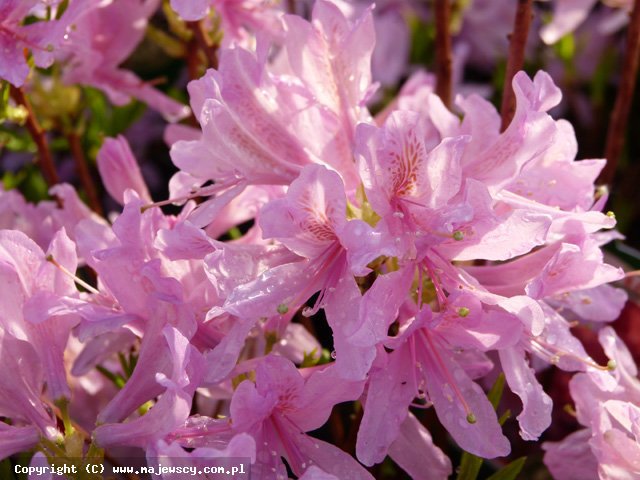 Rhododendron x canadense 'Western Lights'  - azalia wielkokwiatowa odm. 'Western Lights' 