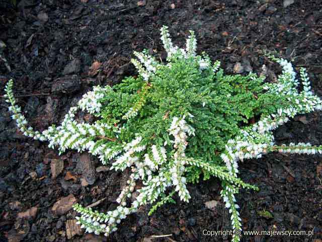Calluna vulgaris 'White Lawn'  - common heather odm. 'White Lawn' 