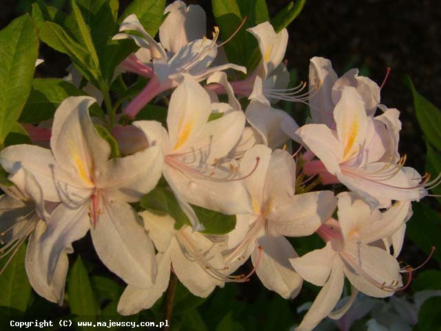 Rhododendron prinophyllum 'White Lights'  - azalia wielkokwiatowa odm. 'White Lights' 