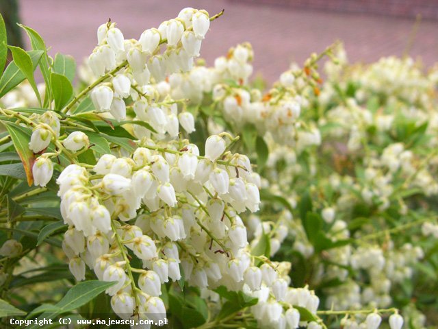 Pieris japonica 'White Pearl'  - перис японский odm. 'White Pearl' 