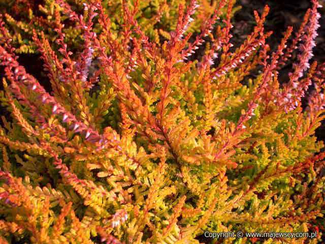 Calluna vulgaris 'Wickware Flame'  - wrzos pospolity odm. 'Wickware Flame' 