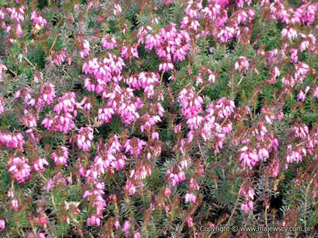 Erica carnea 'Winter Beauty'  - wrzosiec krwisty odm. 'Winter Beauty' 