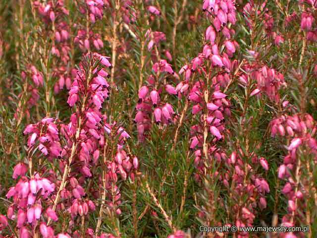 Erica carnea 'Wintersonne'  - wrzosiec krwisty odm. 'Wintersonne' 