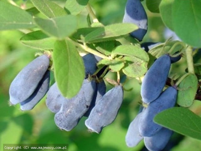 Lonicera kamtschatica 'Wojtek'  -  odm. 'Wojtek' 