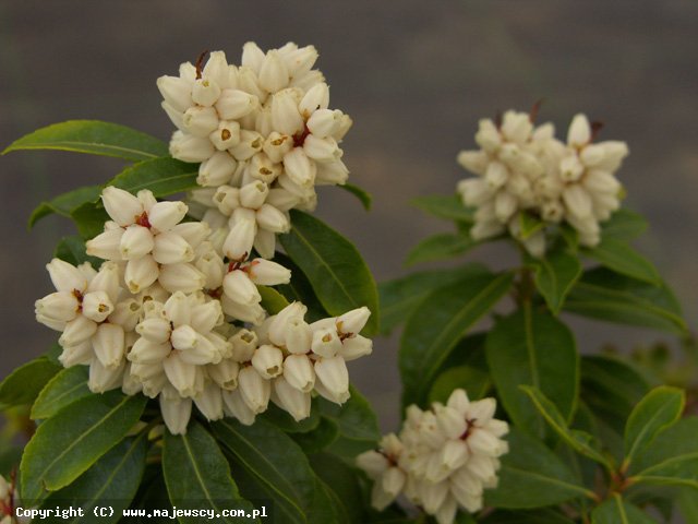 Pieris japonica 'White Pearl'  - pieris japoński odm. 'White Pearl' 