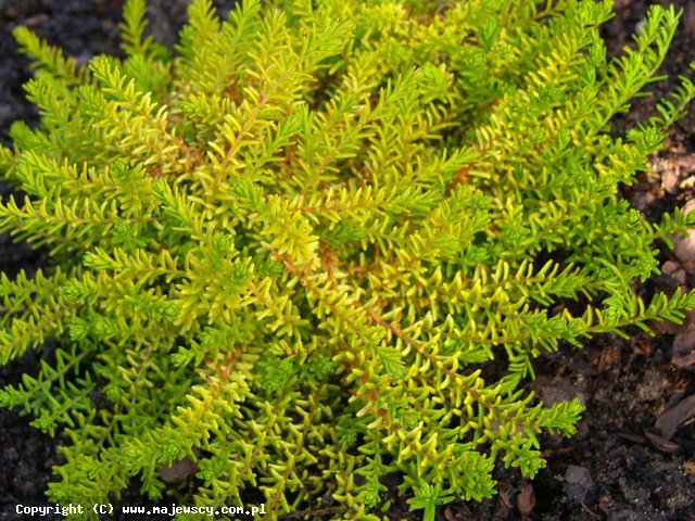 Empetrum nigrum 'Zitronella'  - bażyna czarna odm. 'Zitronella' 