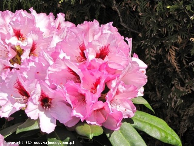 Rhododendron hybride 'Danuta'  - рододендрон гибридный odm. 'Danuta' 