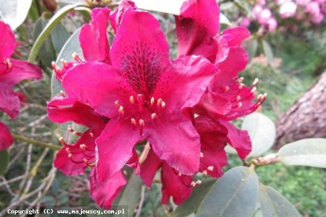 Rhododendron hybride 'Kali'  - różanecznik wielkokwiatowy odm. 'Kali' 