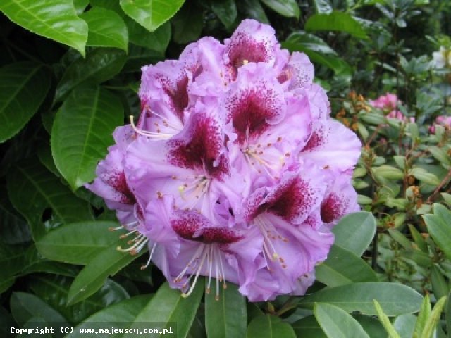 Rhododendron hybride 'Rasputin'  - różanecznik wielkokwiatowy odm. 'Rasputin' 