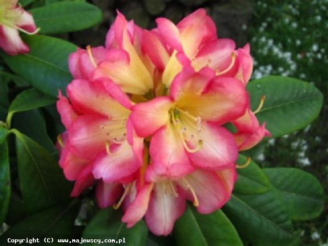 Rhododendron hybride 'Robert de Belder'  - różanecznik odm. 'Robert de Belder' 