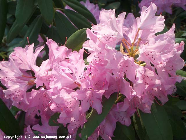 Rhododendron catawbiense 'Roseum Elegans'  - catawba rosebay odm. 'Roseum Elegans' 