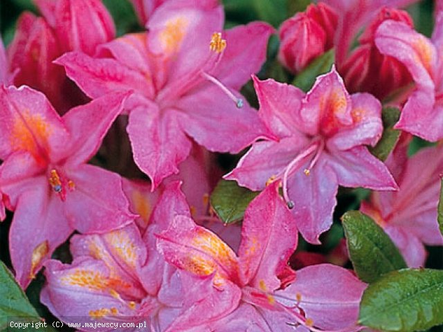 Rhododendron viscosum 'Jolie Madame'  -  odm. 'Jolie Madame' 