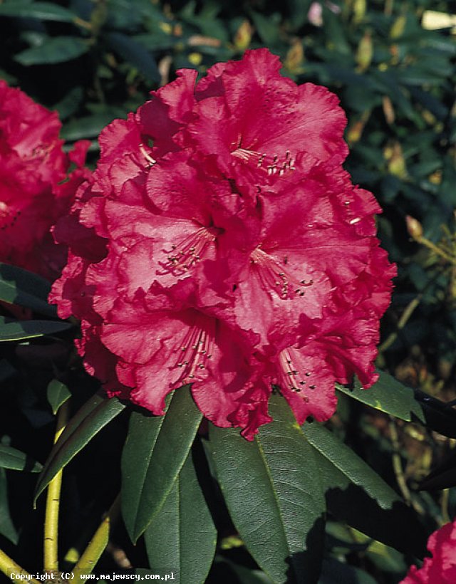 Rhododendron hybride 'Andantino'  -  odm. 'Andantino' 