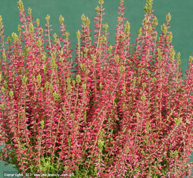 Calluna vulgaris 'Angie'  - wrzos pospolity odm. 'Angie' 