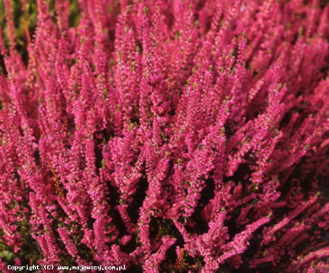 Calluna vulgaris 'Arabella' &reg - wrzos pospolity odm. 'Arabella' &reg