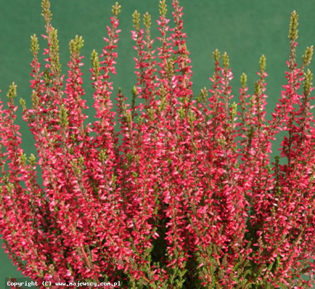 Calluna vulgaris 'Athene' ® - вереск обыкновенный odm. 'Athene' ®
