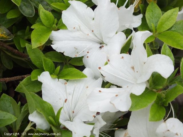 Rhododendron obtusum 'Mary Helen'  -  odm. 'Mary Helen' 