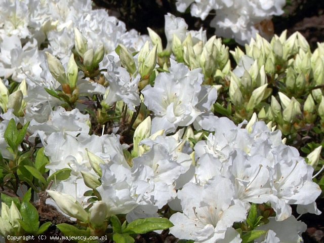 Rhododendron obtusum 'Feenkissen'  - azalia japońska odm. 'Feenkissen' 