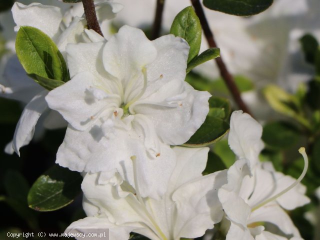 Rhododendron obtusum 'Schneestrum'  - azalia japońska odm. 'Schneestrum' 