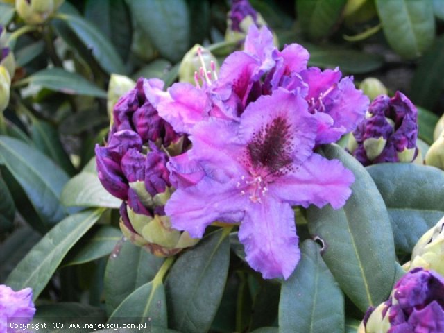 Rhododendron hybride 'Azurro'  - różanecznik mieszańcowy odm. 'Azurro' 