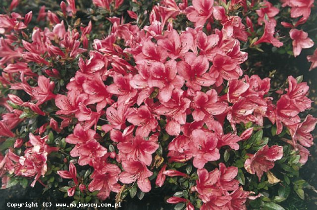 Rhododendron obtusum 'Marilee'  - azalia japońska odm. 'Marilee' 